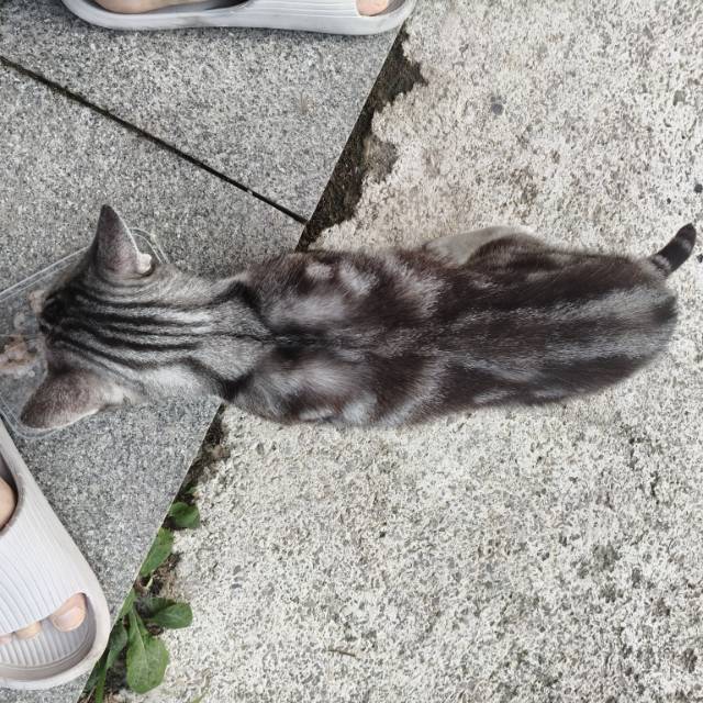 寻主 · 猫·短毛虎斑 急寻主人