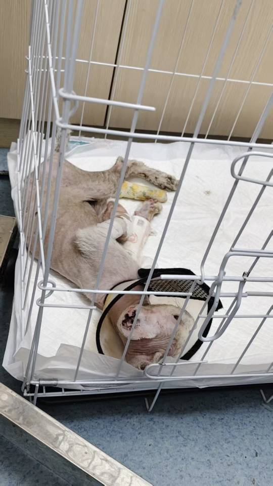 寻主 · 猫·德文 急寻主人