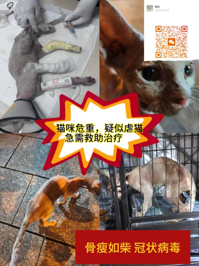 疑似虐猫，寻求救助，众筹诊金