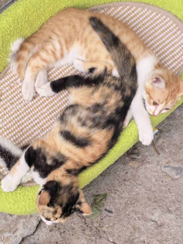寻宠 · 猫·橘猫「未知名字」