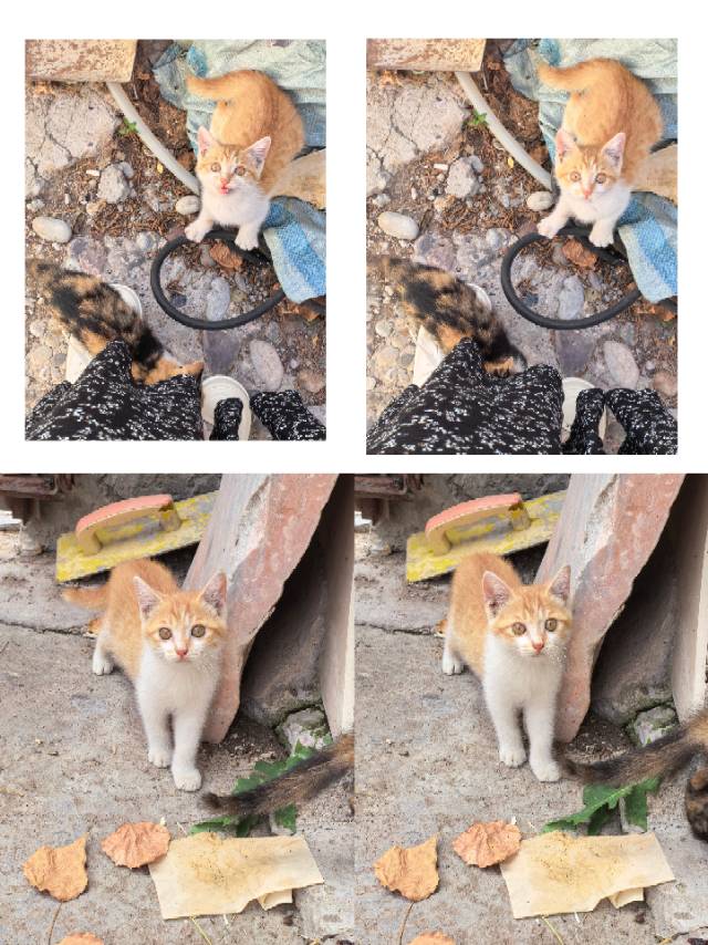 寻宠 · 猫·橘猫「未知名字」