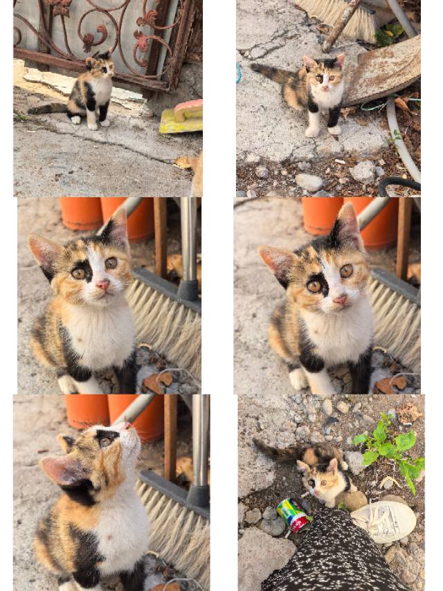 寻宠 · 猫·橘猫「未知名字」