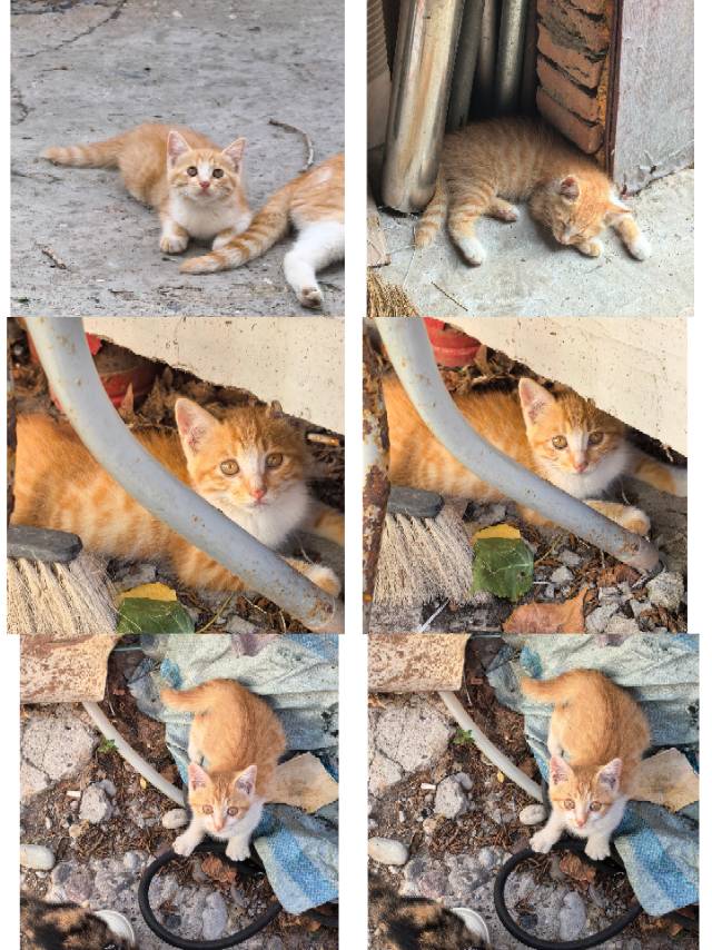 寻宠 · 猫·橘猫「未知名字」