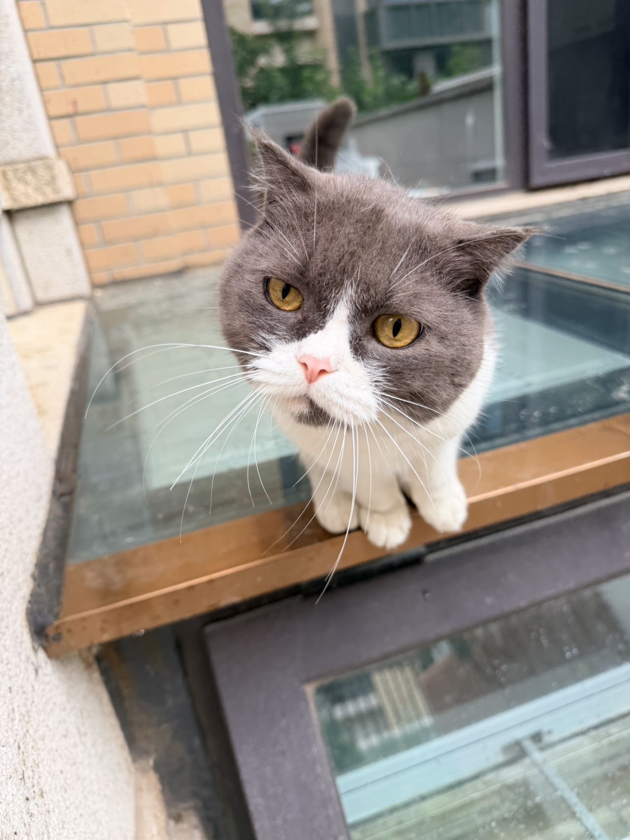 寻主 · 猫·英短蓝白 急寻主人