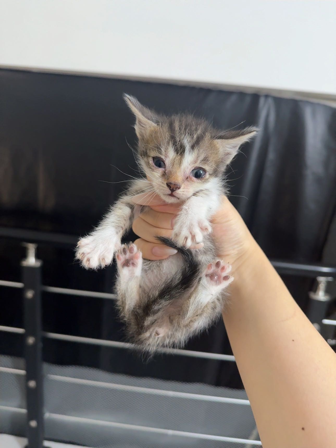 喵星球 · 德文卷毛猫「还没有名字」找领养