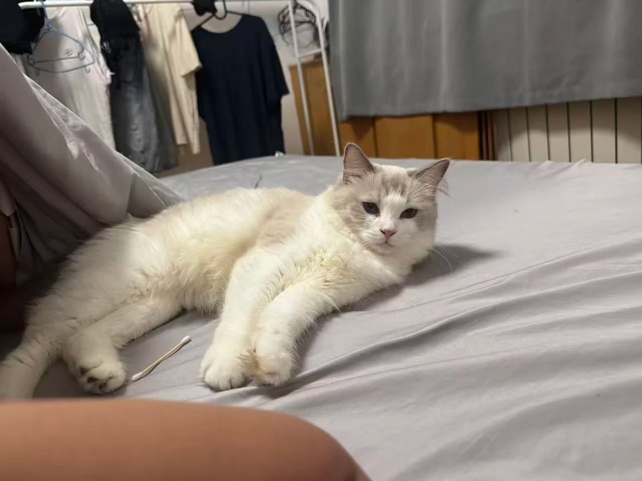 喵星球 · 布偶猫「妹妹」找领养