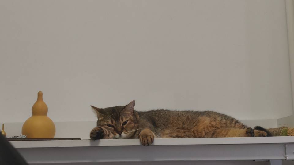 喵星球 · 雀猫「石榴」找领养
