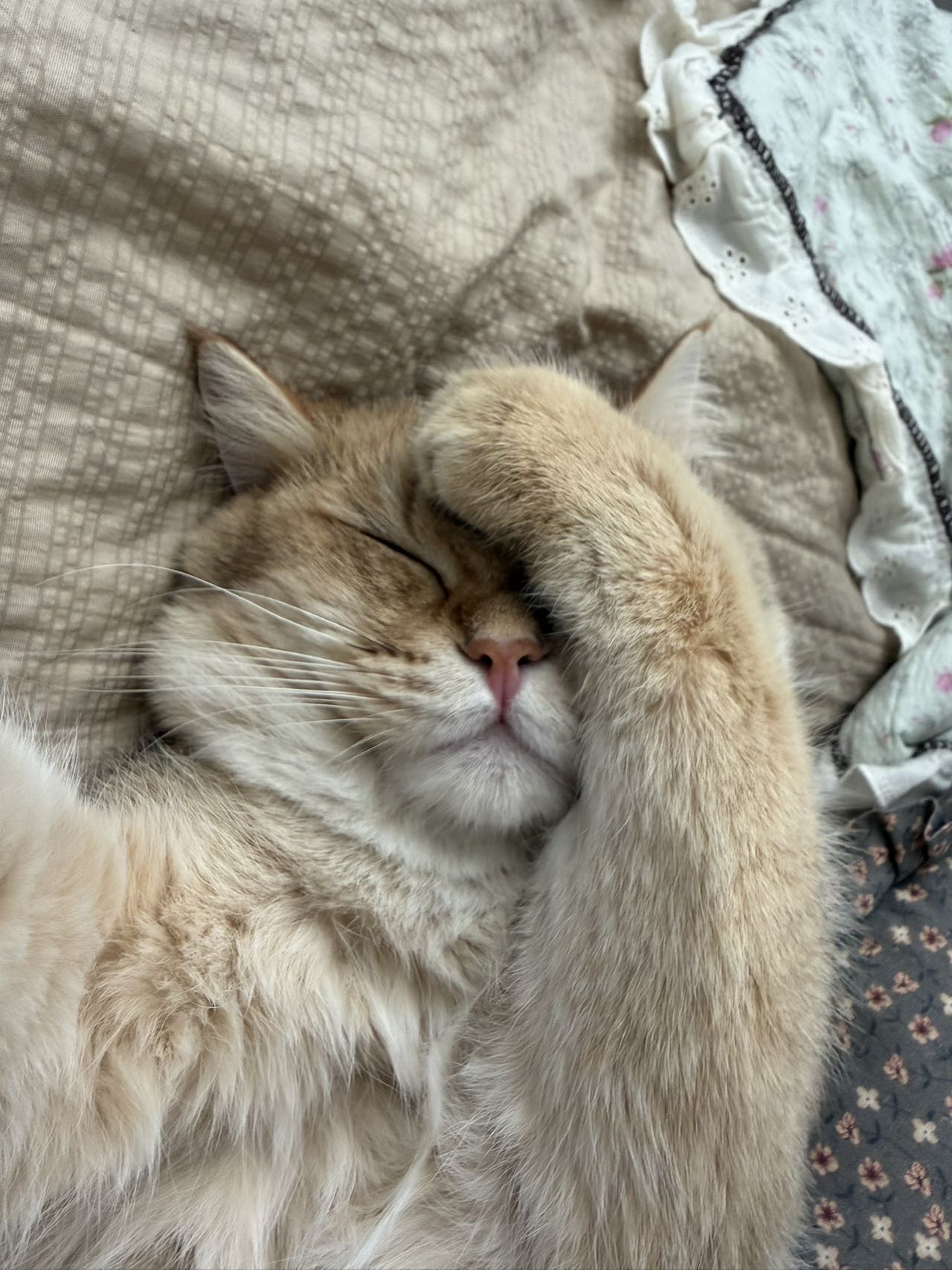 寻宠 · 猫·金渐层「乖宝」