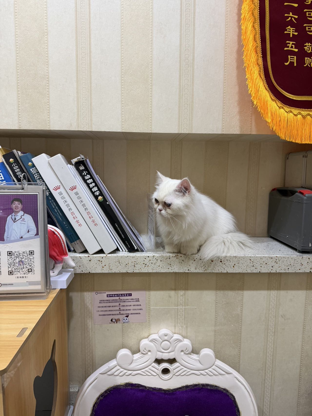 喵星球 · 加菲「行行」找领养