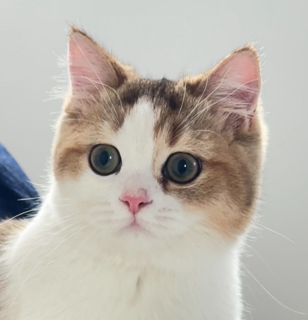 寻宠 · 猫·英短金加白「哆米」
