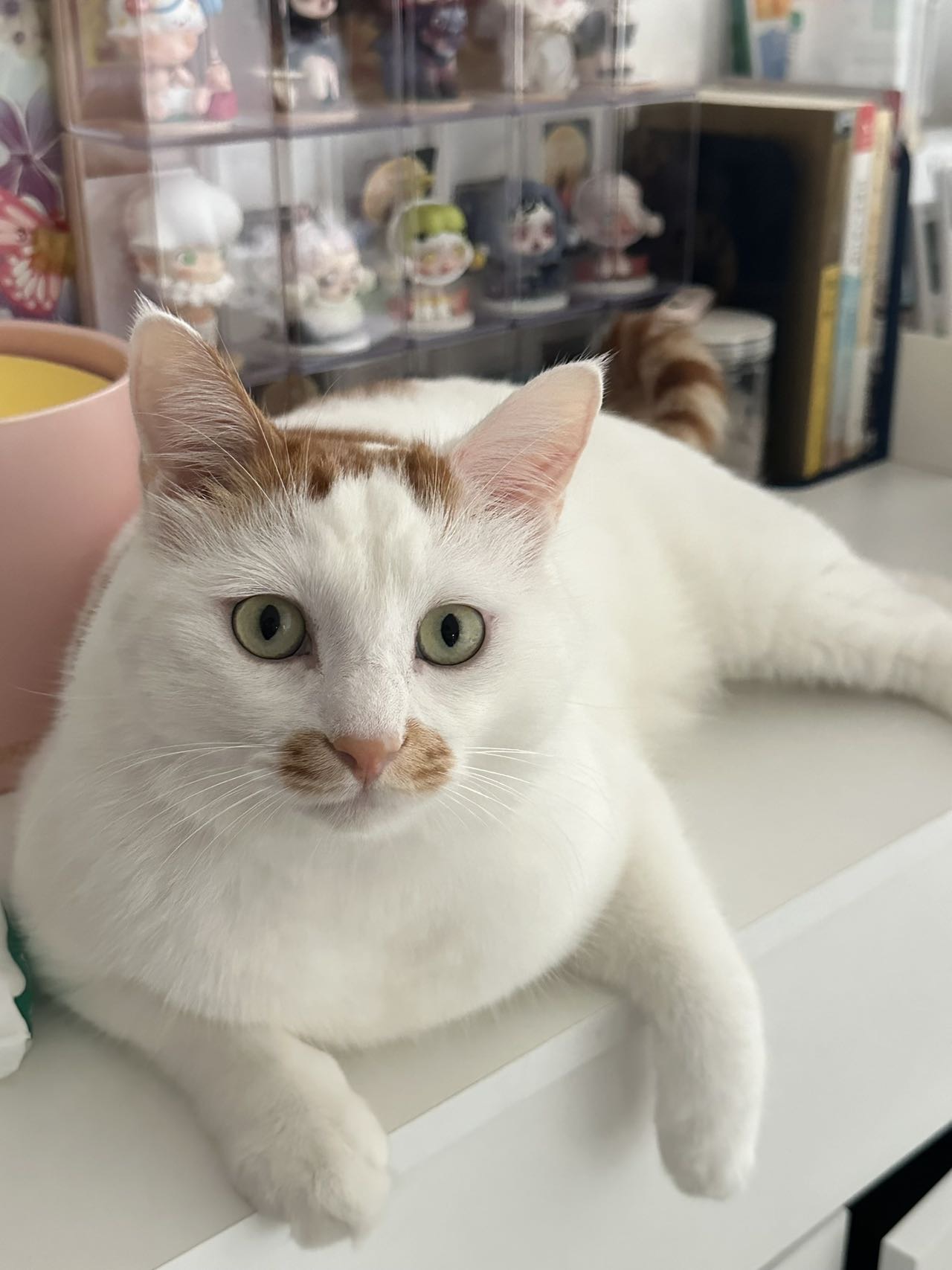 寻宠 · 猫·橘白「毛豆」