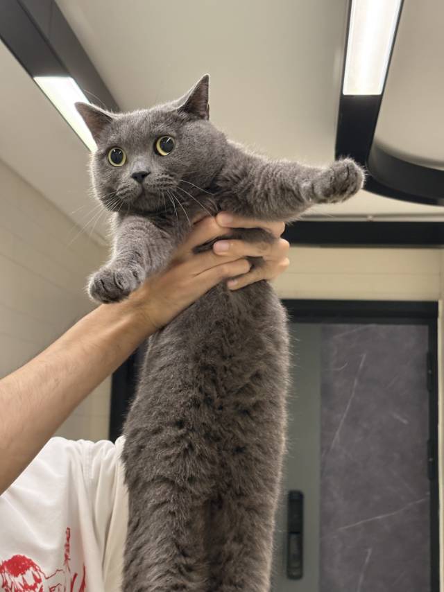 喵星球 · 蓝猫「臭臭，墩墩」找领养
