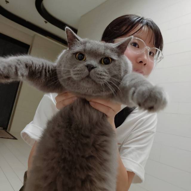 喵星球 · 蓝猫「臭臭,墩墩」找领养