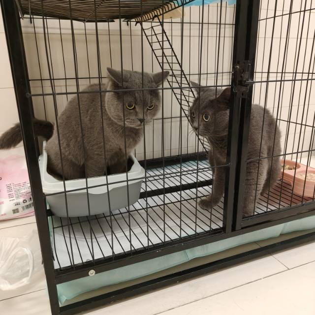 喵星球 · 蓝猫「臭臭,墩墩」找领养