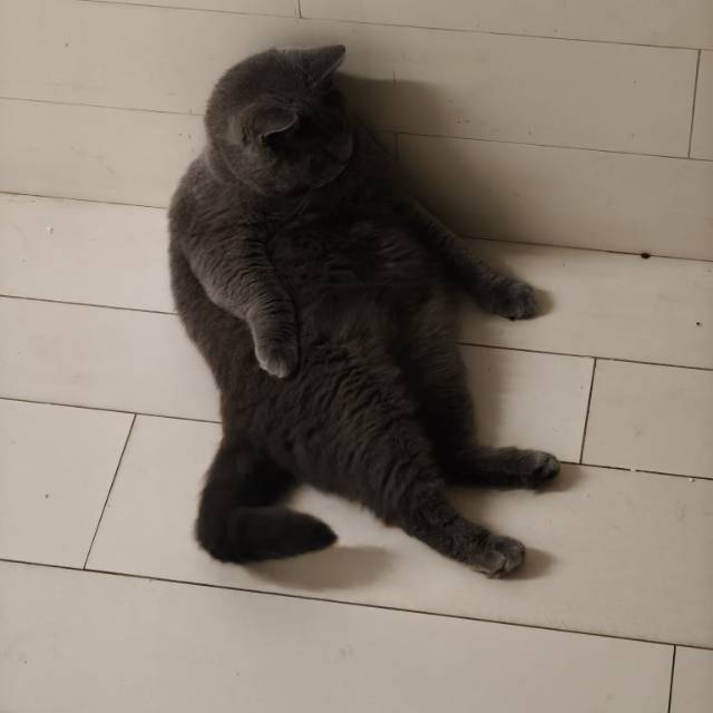 喵星球 · 蓝猫「臭臭,墩墩」找领养