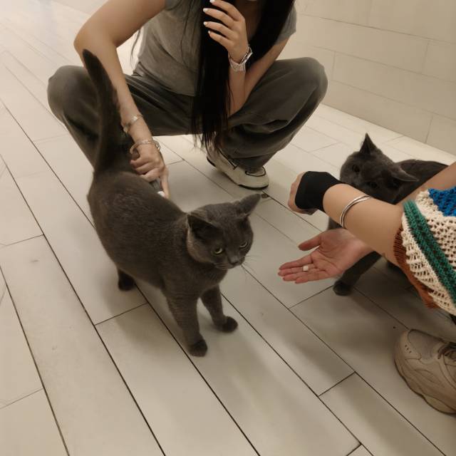 喵星球 · 蓝猫「臭臭,墩墩」找领养