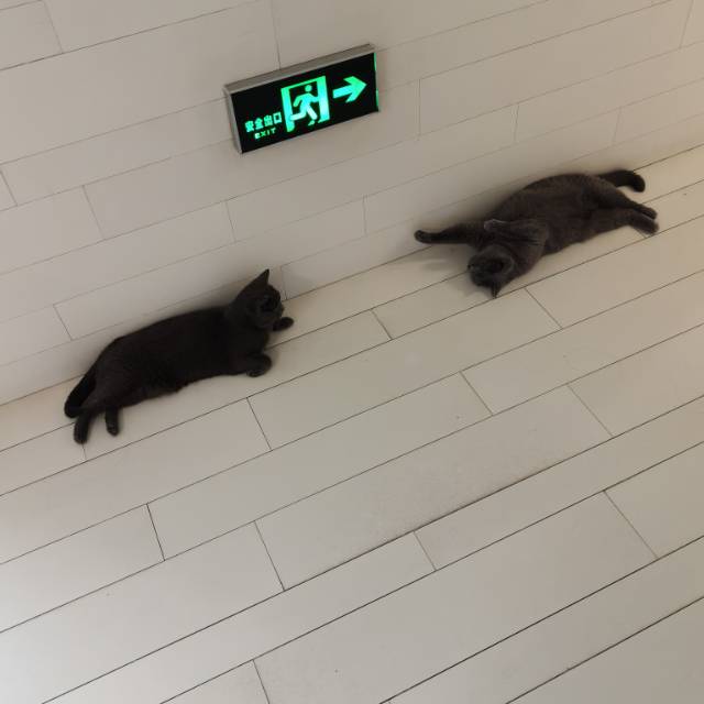 喵星球 · 蓝猫「臭臭,墩墩」找领养