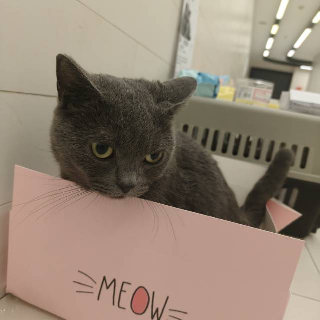 喵星球 · 蓝猫「臭臭,墩墩」找领养