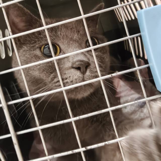 喵星球 · 蓝猫「臭臭,墩墩」找领养