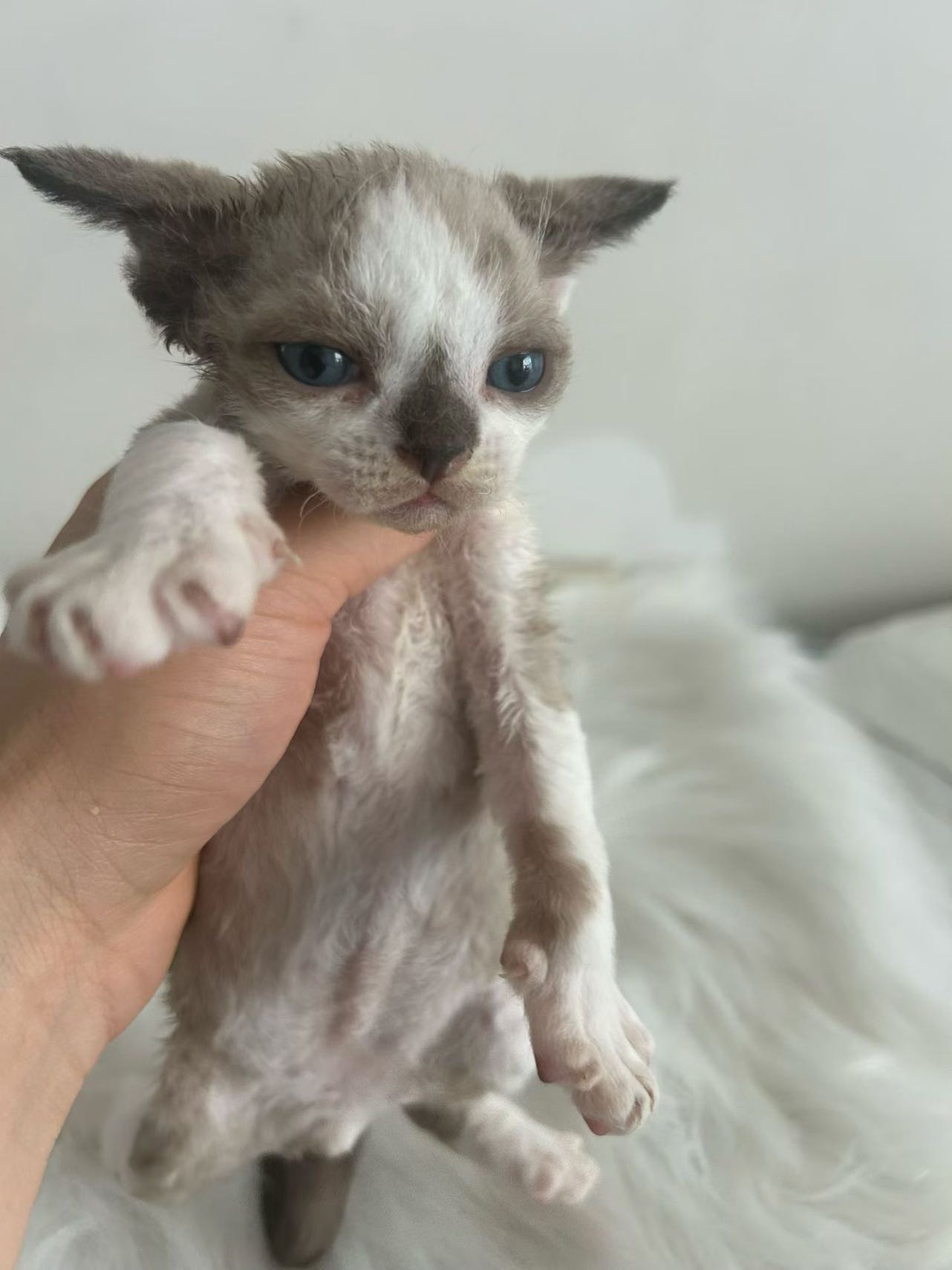 喵星球 · 德文卷毛猫「感叹号」找领养