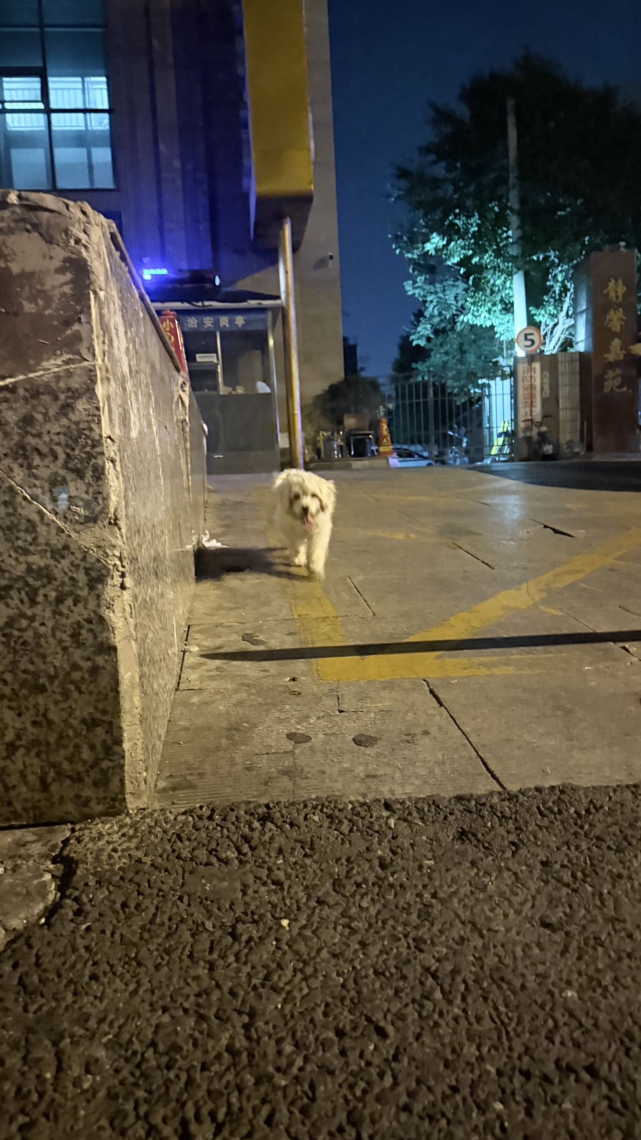 寻主 · 狗·比熊 急寻主人