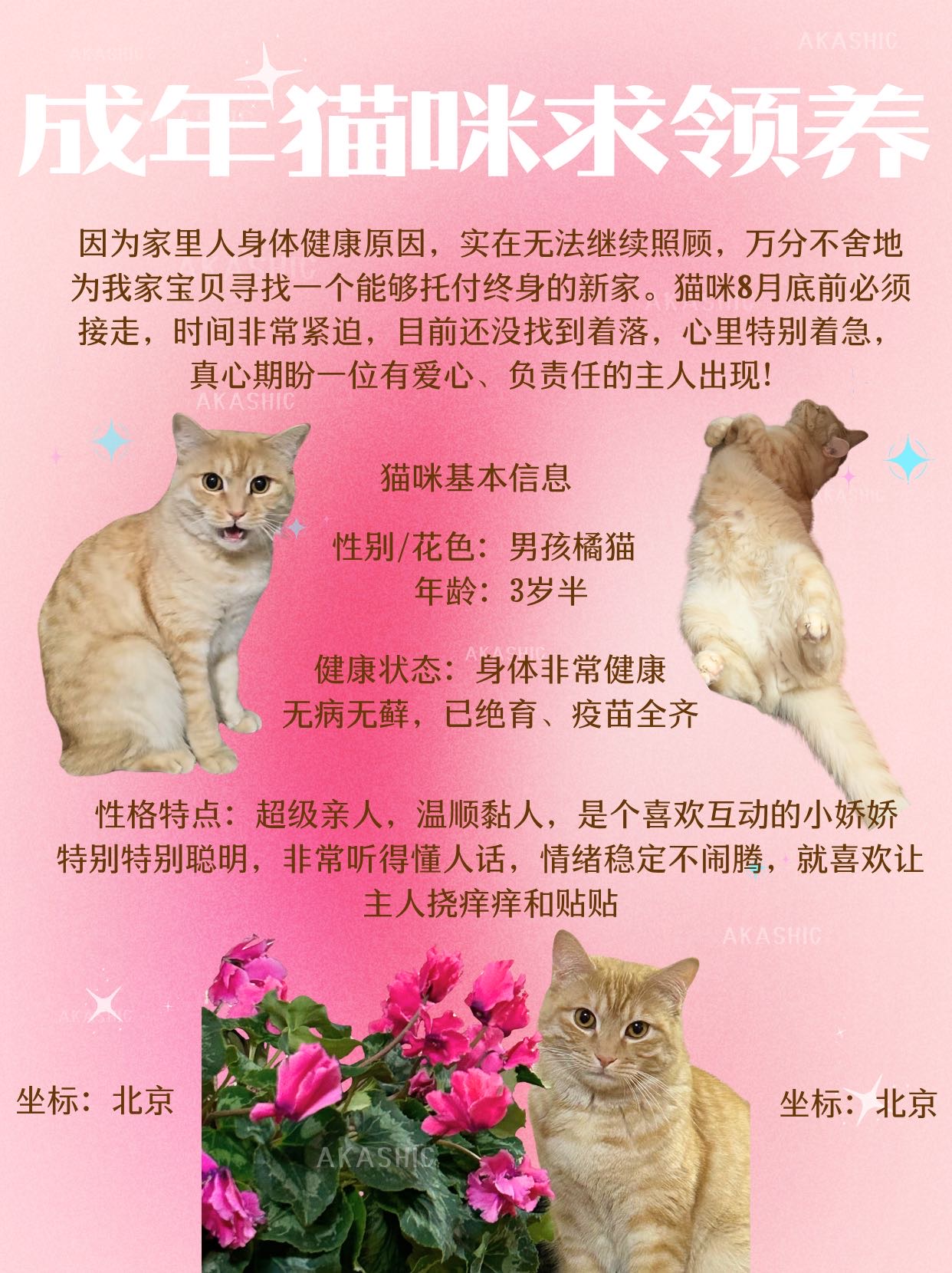 喵星球 · 田园猫「花生」找领养
