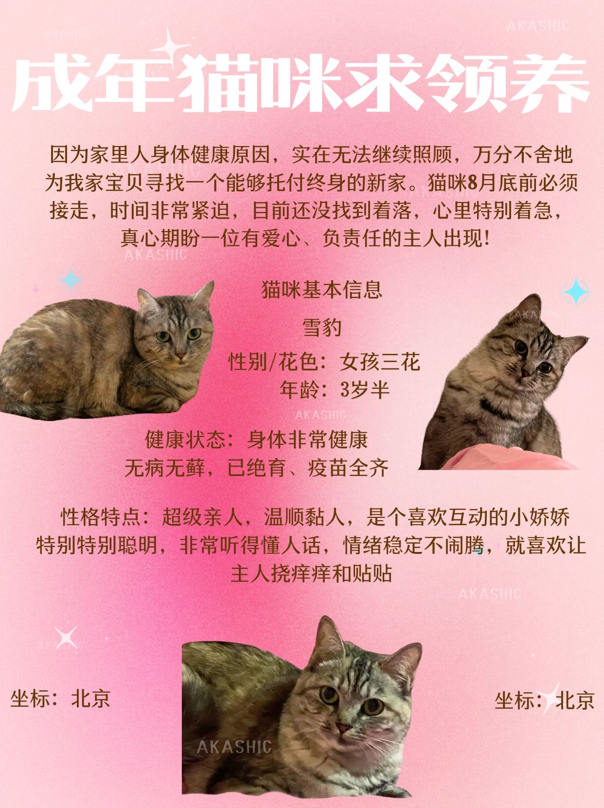 喵星球 · 田园猫「雪豹」找领养