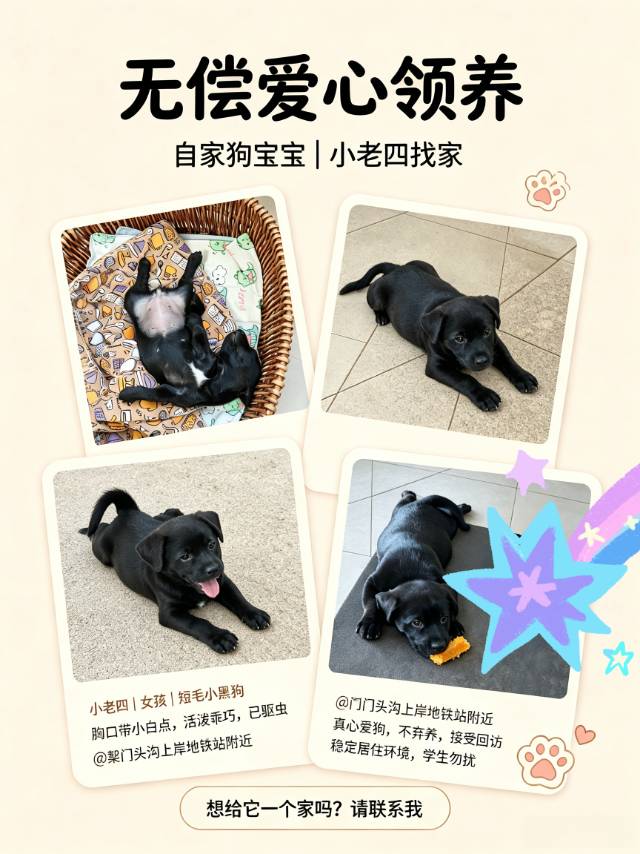 汪星球 · 中华田园犬「小黑妹」找领养
