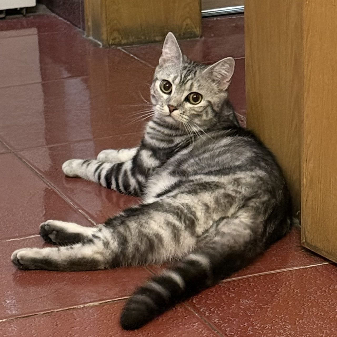寻主 · 猫·美短 急寻主人