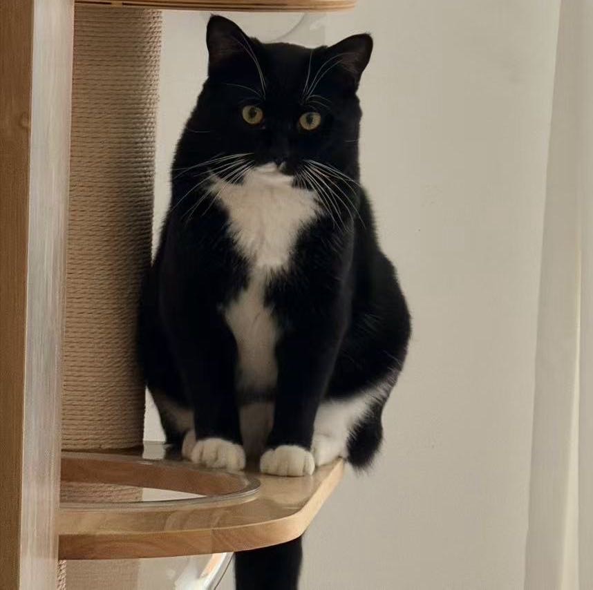 寻宠 · 猫·奶牛「小黑」