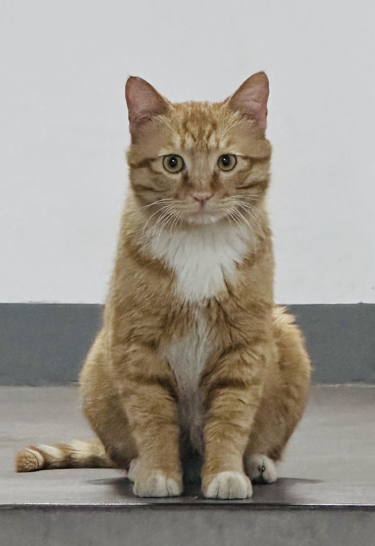寻宠 · 猫·橘猫「碗碗」