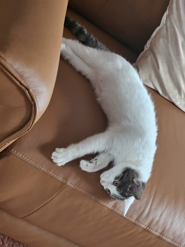 寻主 · 猫 急寻主人