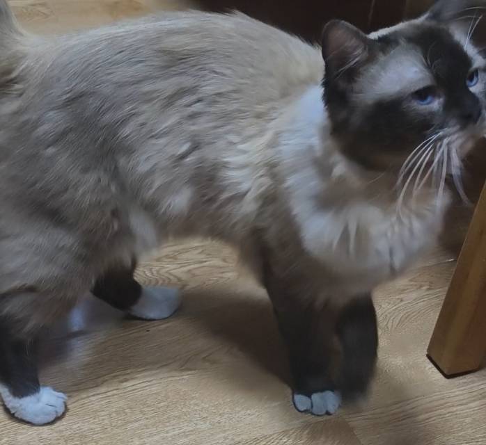 喵星球 · 海豹‑手套重点色布偶猫「咪咪」找领养