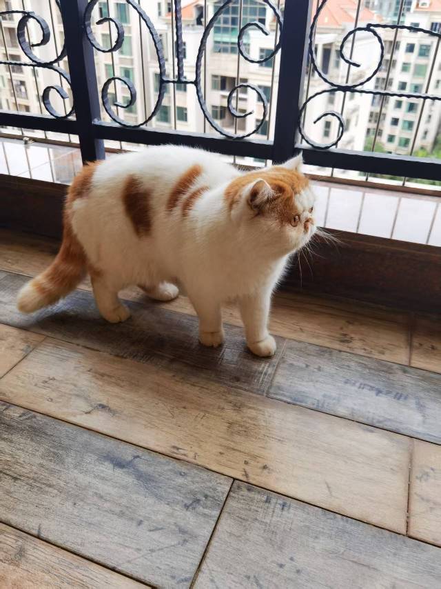 寻宠 · 猫·加菲串串「盆盆」