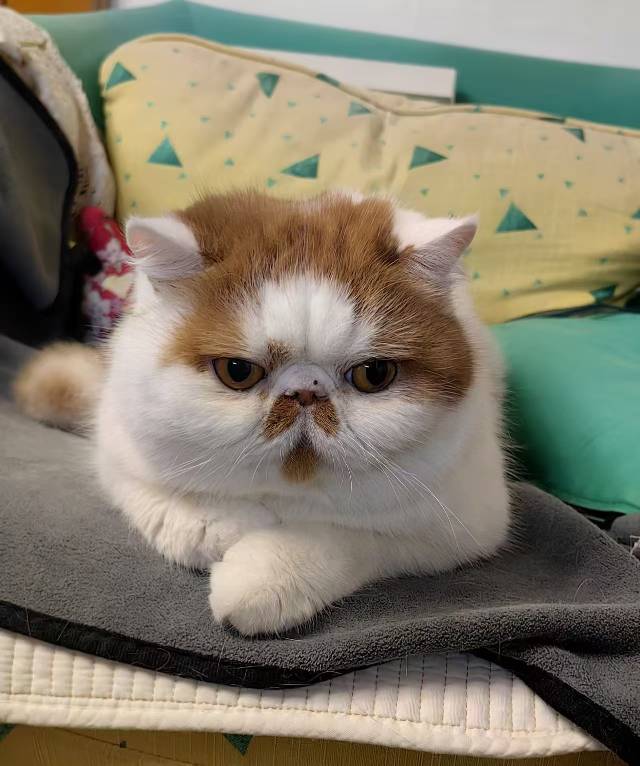 寻宠 · 猫·加菲串串「盆盆」