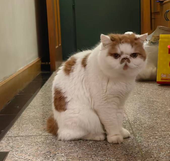 寻宠 · 猫·加菲串串「盆盆」