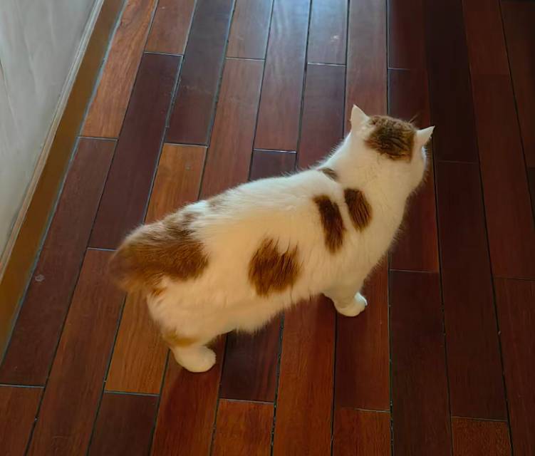 寻宠 · 猫·加菲串串「盆盆」
