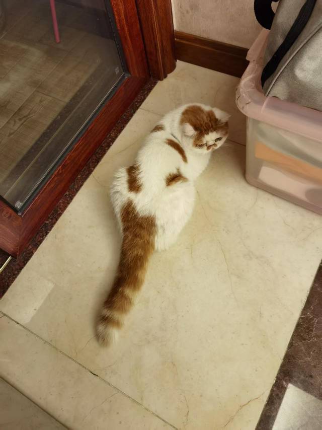 寻宠 · 猫·加菲串串「盆盆」