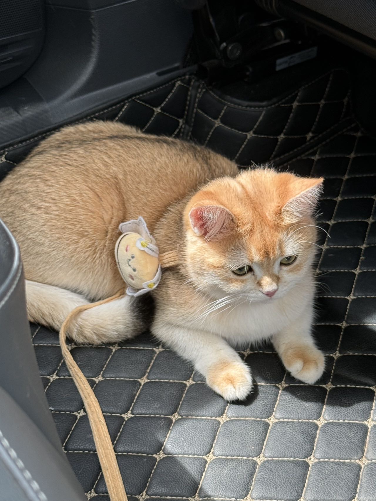 寻宠 · 猫·金渐层「面包」