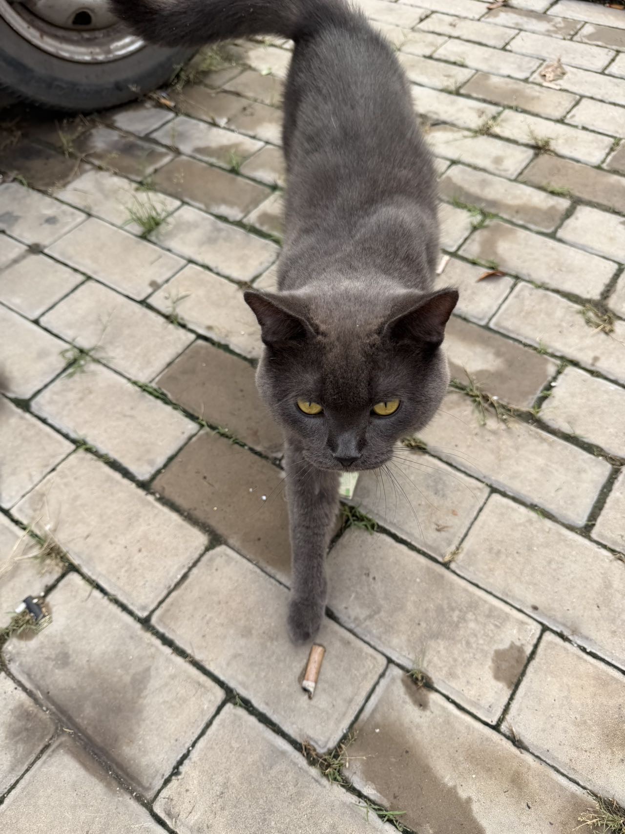 寻主 · 猫·蓝猫 急寻主人