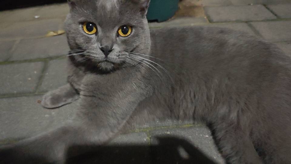 寻主 · 猫·蓝猫 急寻主人