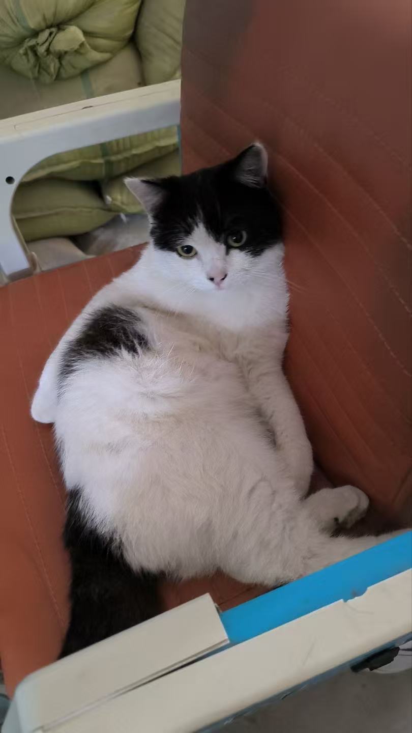 寻宠 · 猫·奶牛猫「坦克」