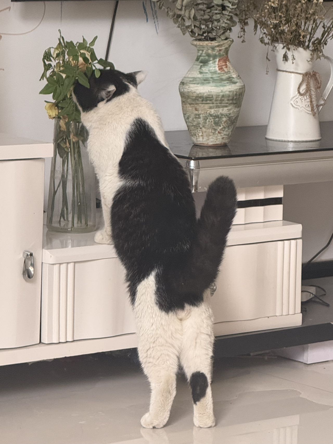 寻宠 · 猫·奶牛猫「坦克」