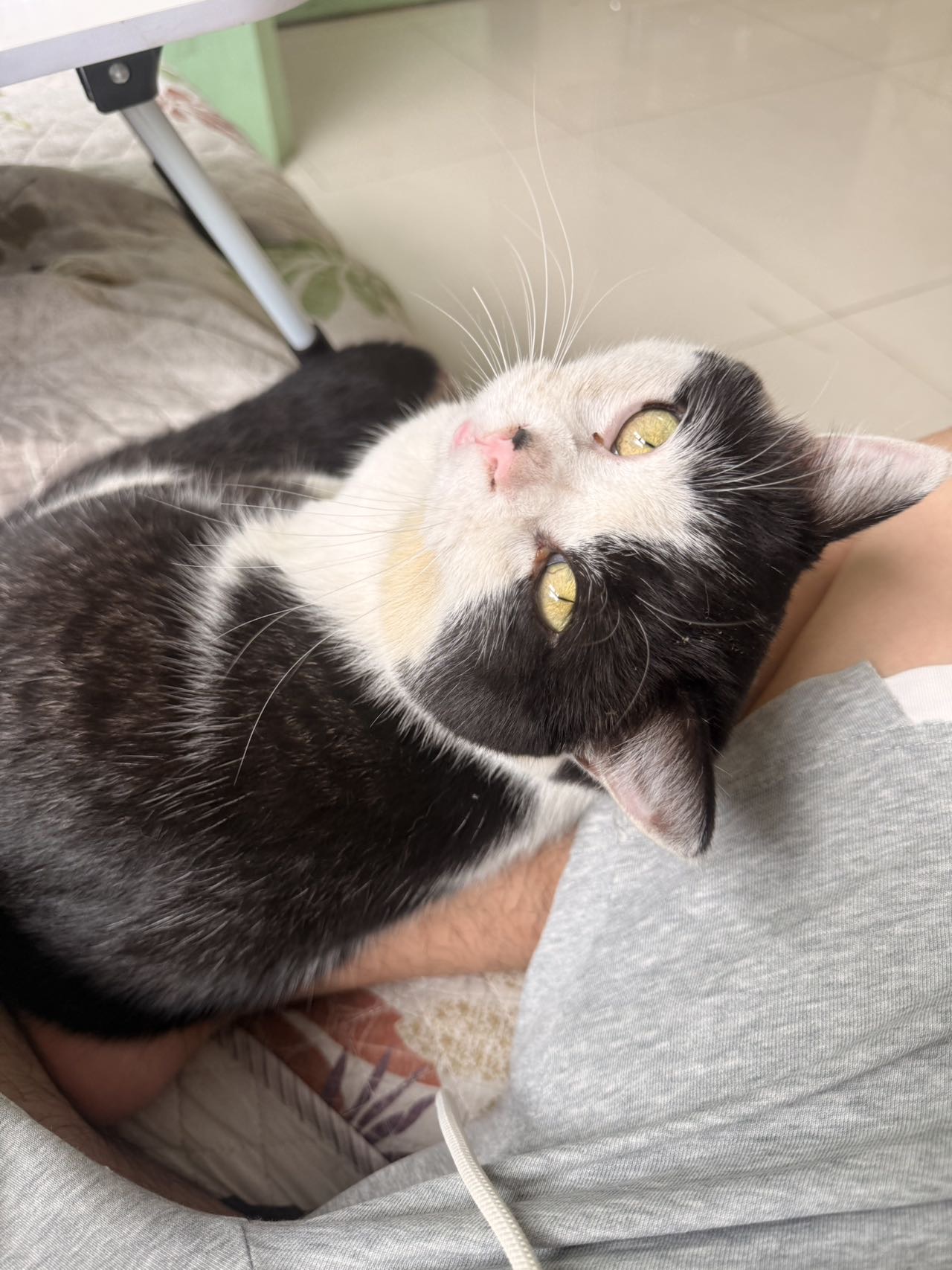 寻宠 · 猫·奶牛猫「坦克」
