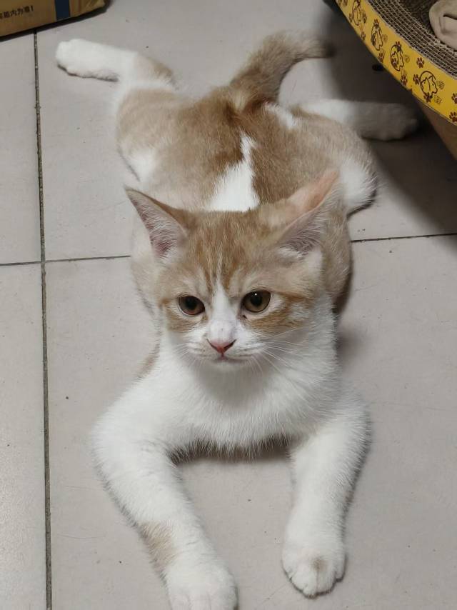 寻宠 · 猫·橘猫「菠萝」