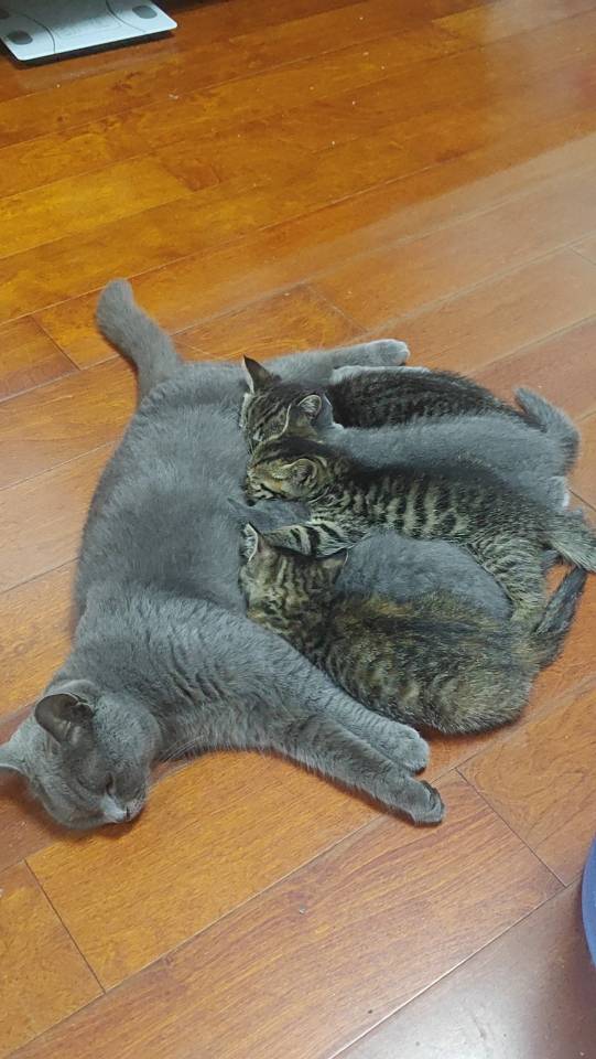 喵星球 · 蓝猫「煤球」找领养