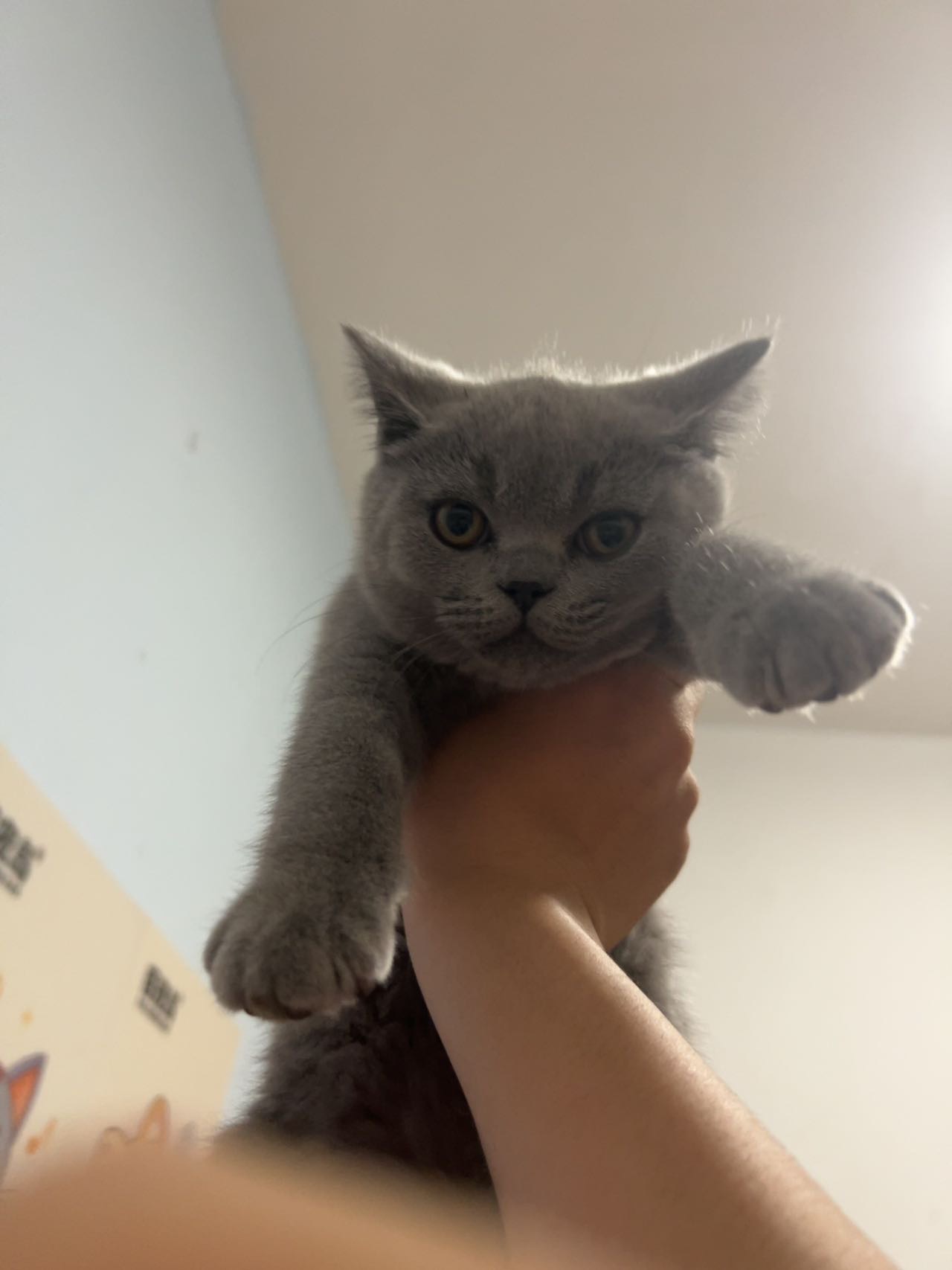 喵星球 · 英短蓝猫「旺财」找领养