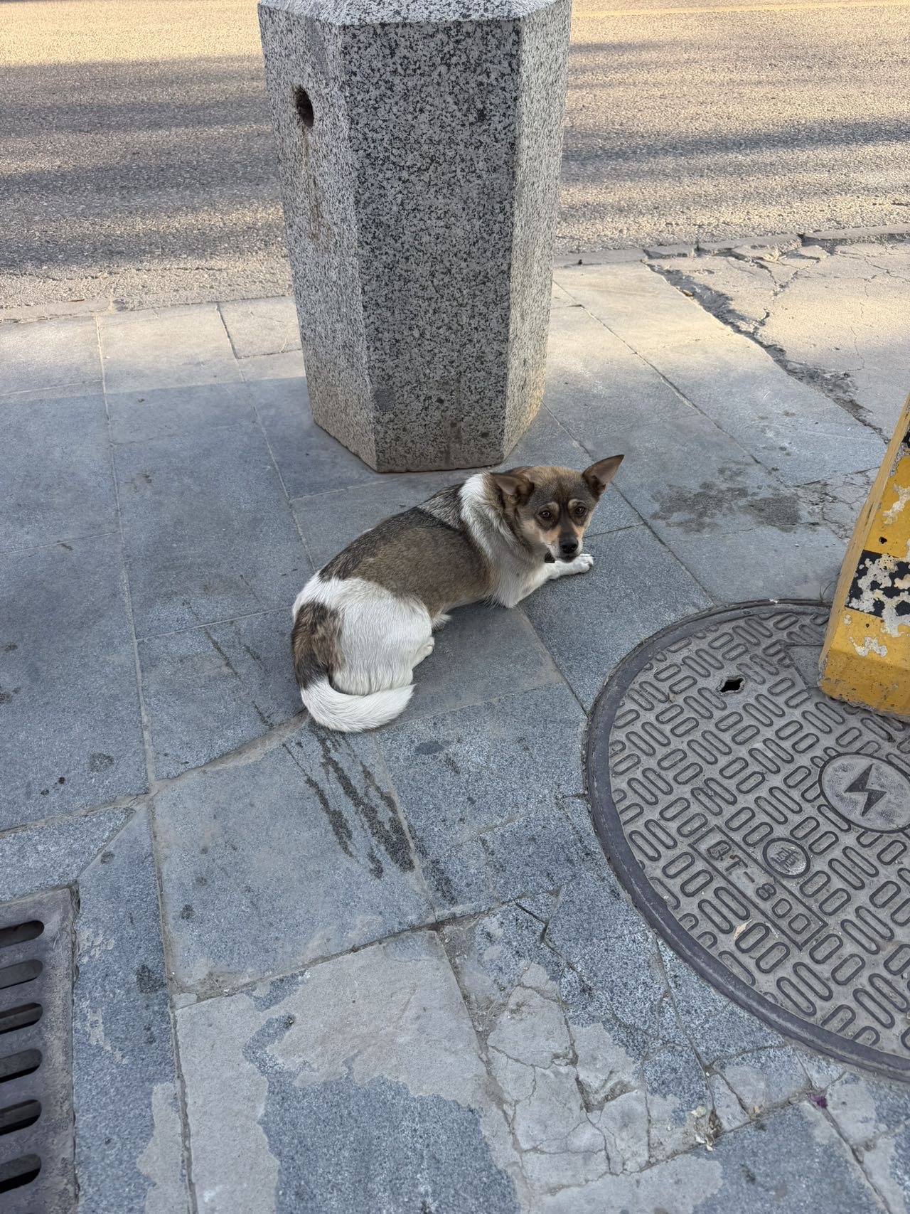 寻主 · 狗 急寻主人