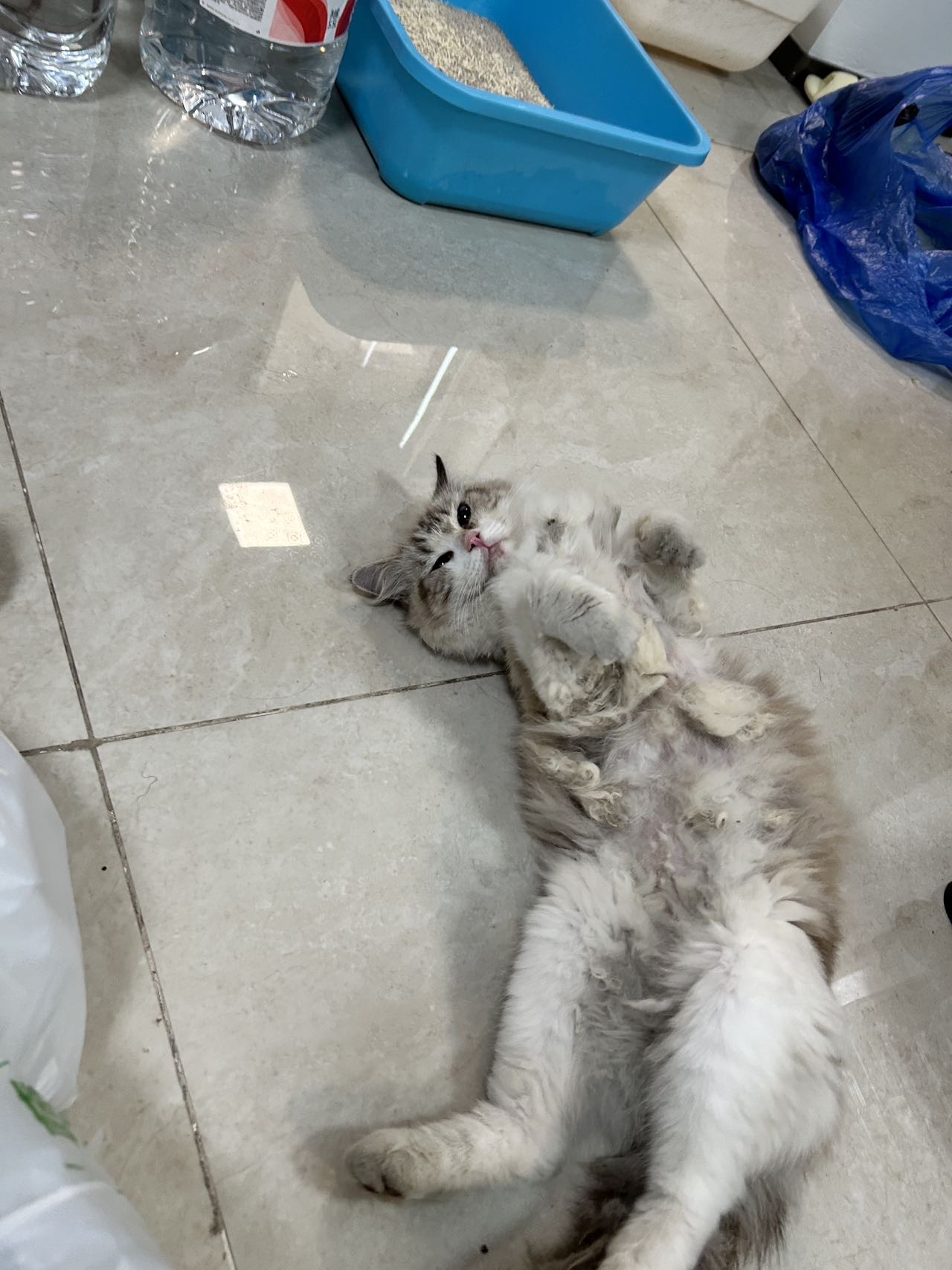 寻主 · 猫·布偶 急寻主人