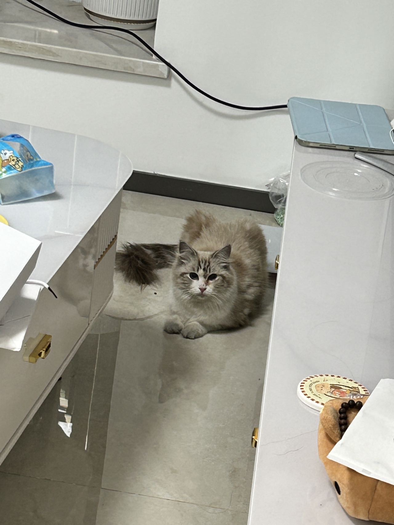 寻主 · 猫·布偶 急寻主人